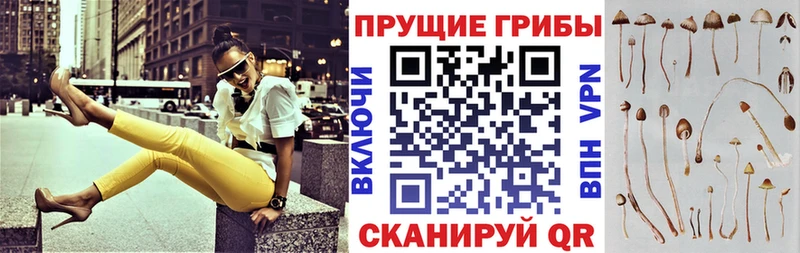 купить наркотики цена  Ардон  Псилоцибиновые грибы Psilocybine cubensis 